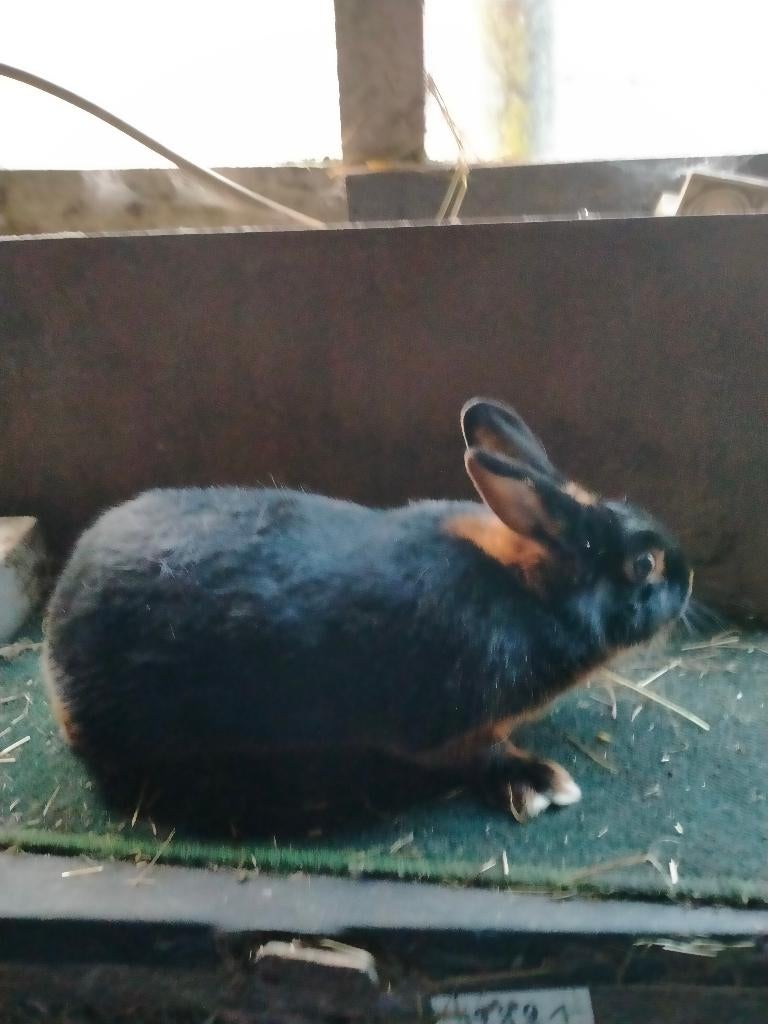 Konijnen Rammelaars te koop, Dieren en Toebehoren, Mannelijk, Middelgroot, 0 tot 2 jaar