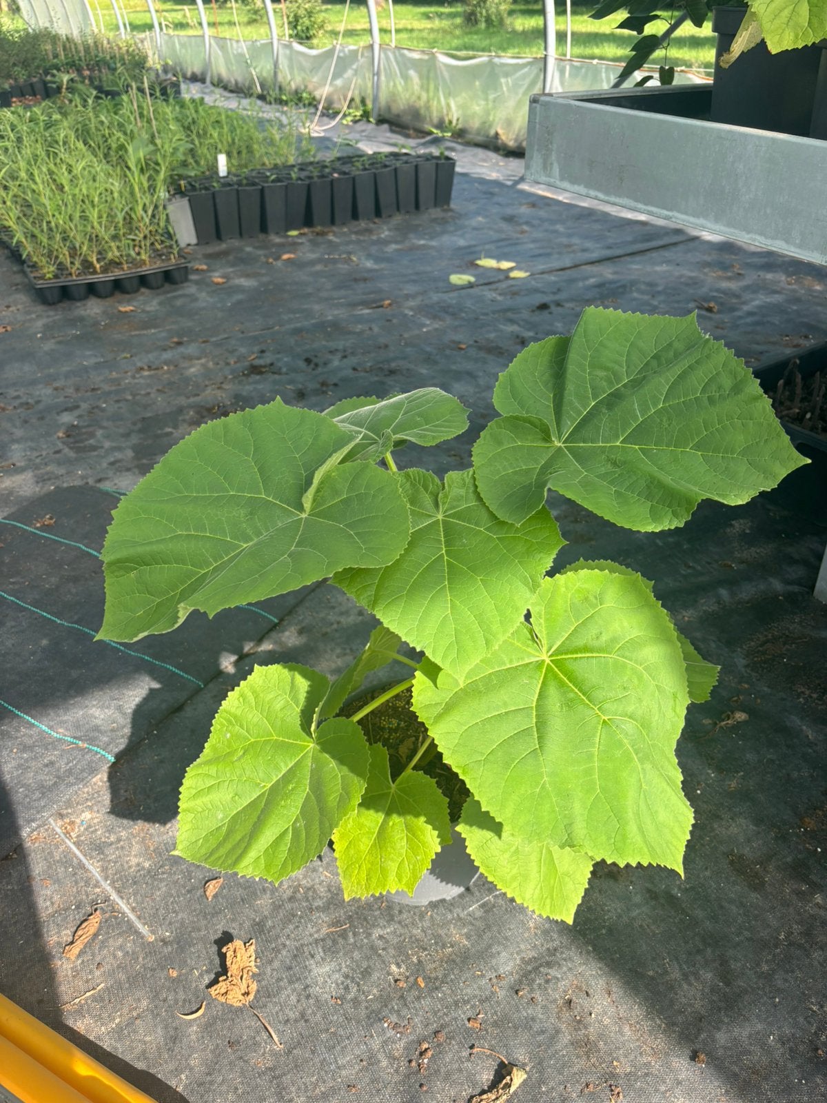 Paulownia tomentosa C5 - Anna paulownaboom - KLIMAATBOOM, Tuin en Terras, Planten | Fruitbomen, Volle zon, Lente, In pot, Ophalen