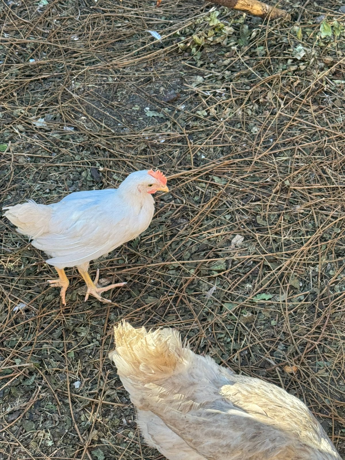 3 Witte leghorn haantjes