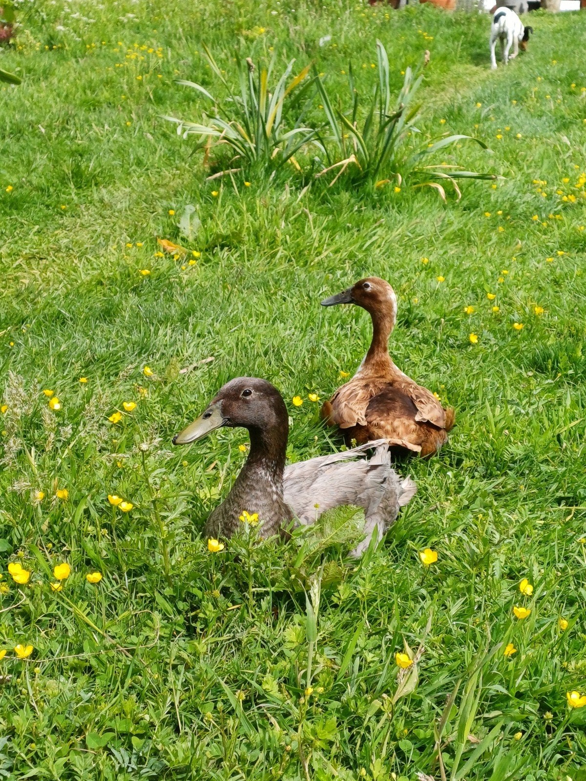 Koppel loopeenden, Dieren en Toebehoren, Pluimvee, Eend, Meerdere dieren