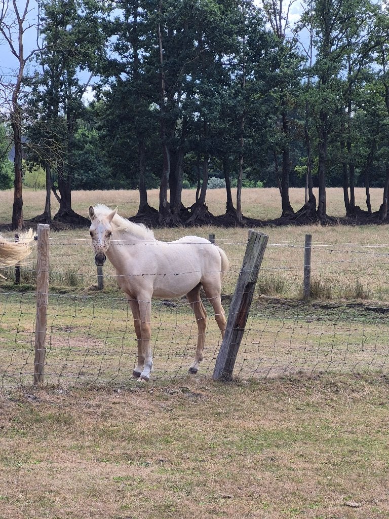 Palomino welsh hengsten veulen, Dieren en Toebehoren, Paarden, Minder dan 160 cm, 0 tot 2 jaar, Hengst, Ontwormd
