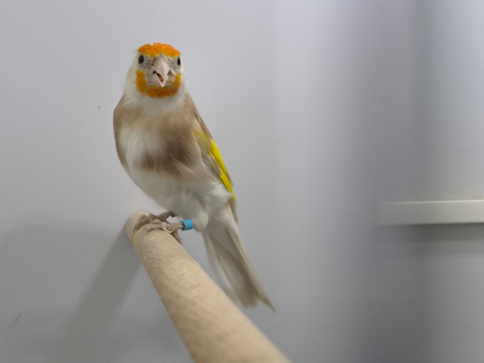 parva tuschii, Dieren en Toebehoren