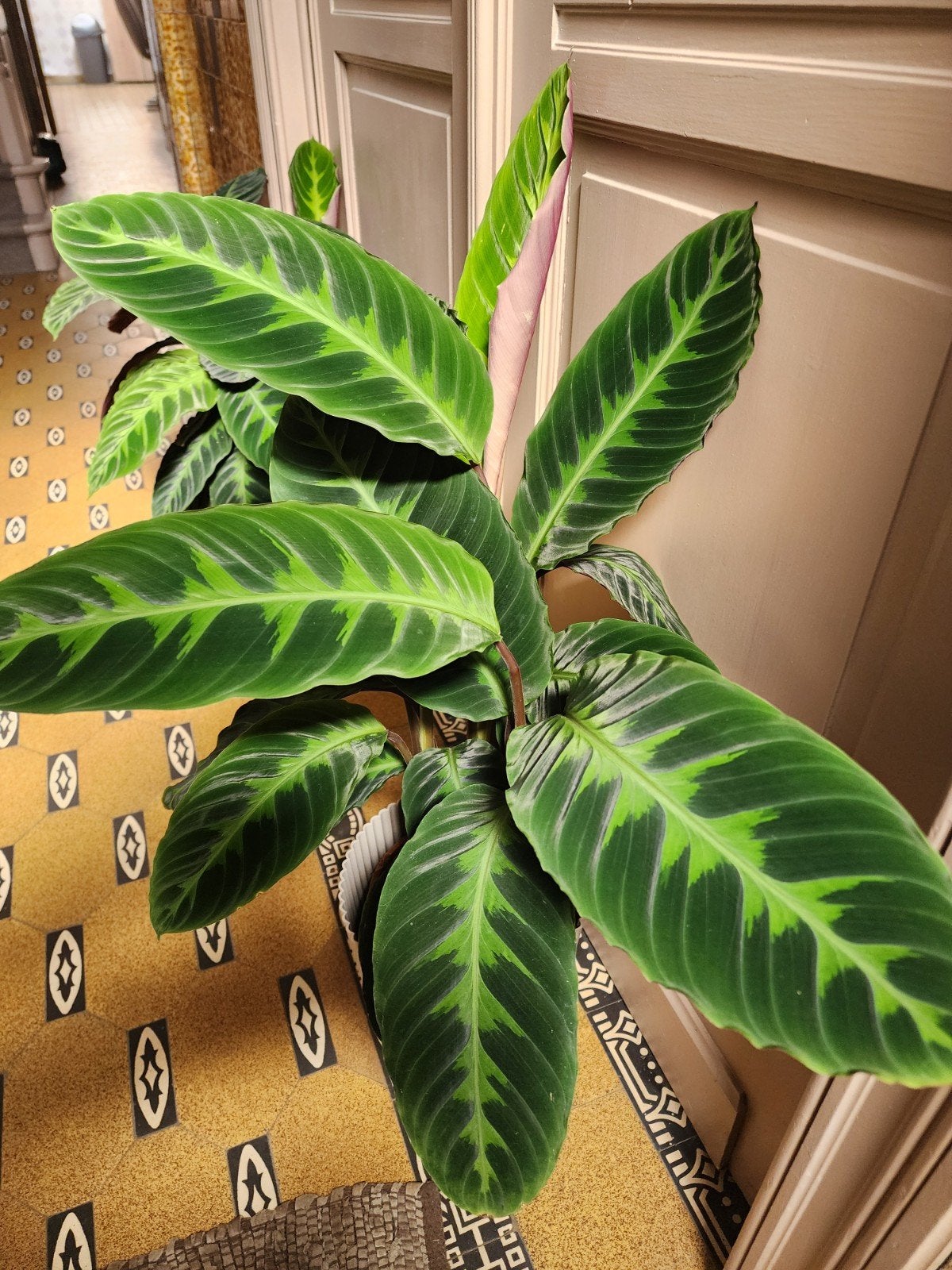 Kamerplant, Maison & Meubles, Plantes d'intérieur, Enlèvement, Moins de 100 cm