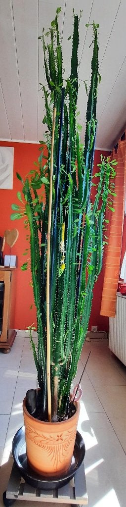 Plante Euphobe, Huis en Inrichting, Kamerplanten, Ophalen, 200 cm of meer, Halfschaduw, In pot