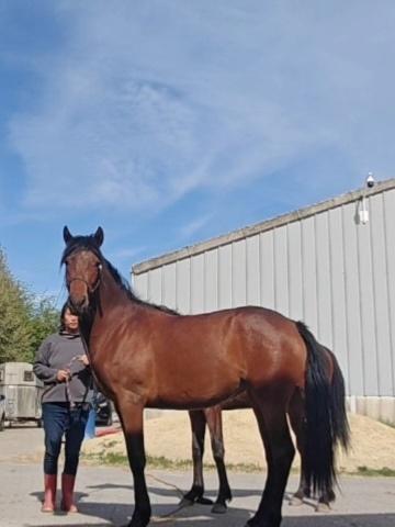 Jolie pouliche 2ans, Vermifugé, Poney de récréation, Ne s'applique pas, 0 à 2 ans