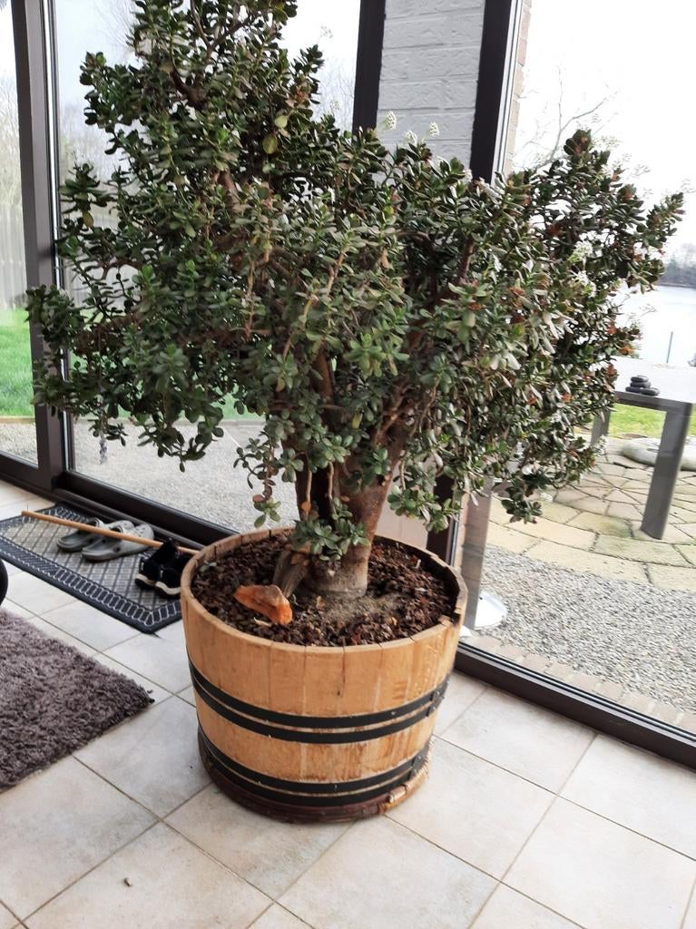 Te koop plant, Tuin en Terras, Planten | Tuinplanten, Ophalen of Verzenden