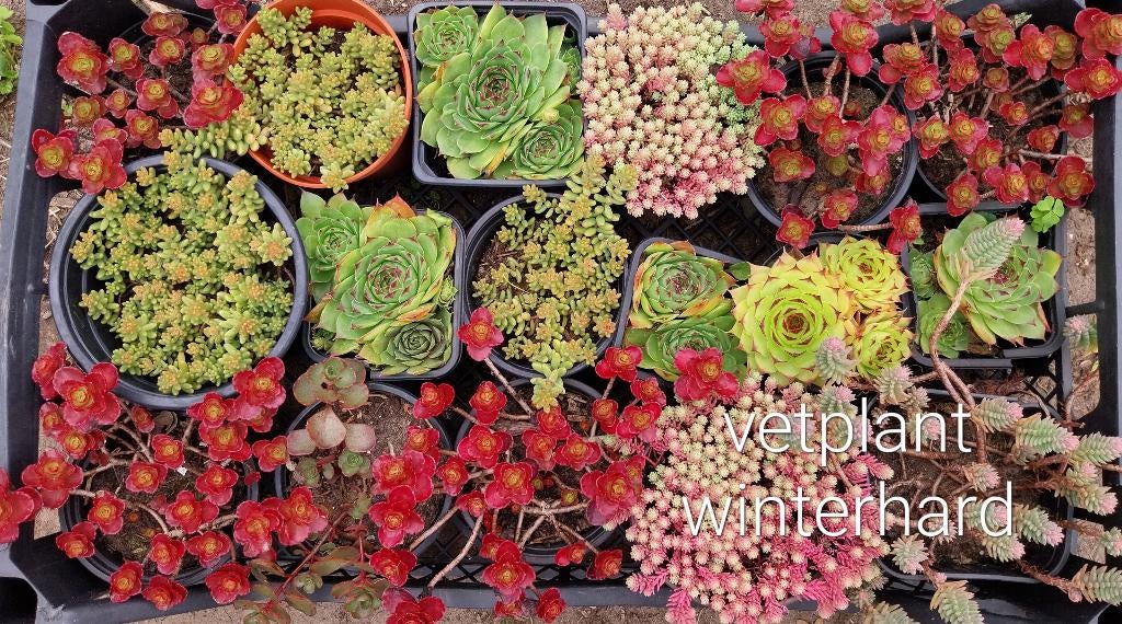 vaste winterharde planten, Tuin en Terras, Planten | Tuinplanten, Ophalen