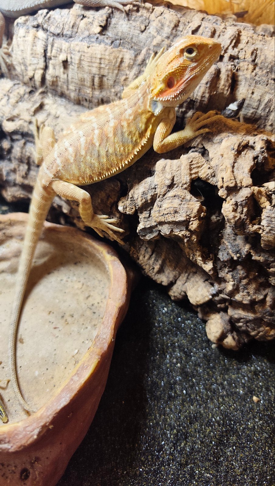 Jonge Baardagaam, Pogona Vitticeps, Lézard, Domestique, 0 à 2 ans