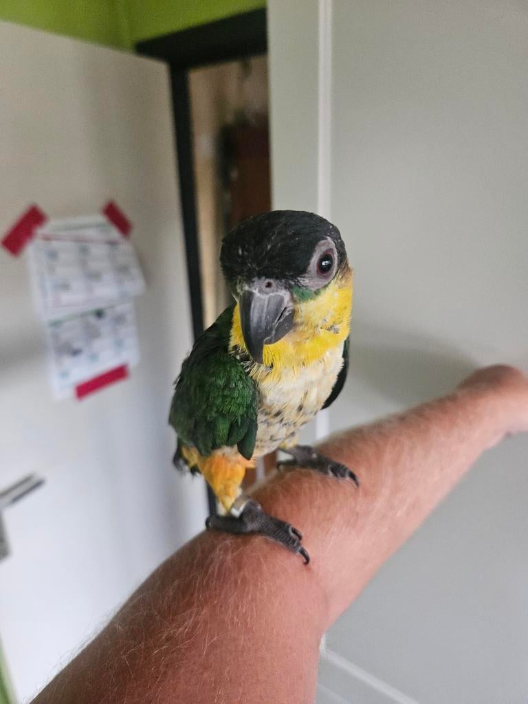 Handtame zwartkopcaique, Geslacht onbekend, Papegaai, Geringd