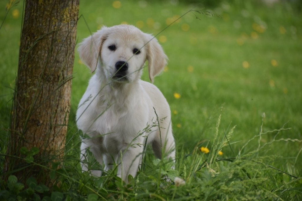 Golden retriever pups, Animaux & Accessoires, Chiens | Retrievers, Épagneuls & Chiens d'eau, Golden retriever, Hépatite contagieuse (maladie de Rubarth)