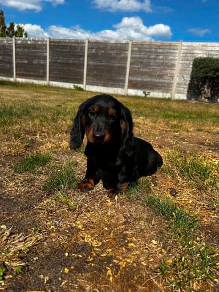 Teckel pups langhaar, België, Reu, CDV (hondenziekte), 8 tot 15 weken