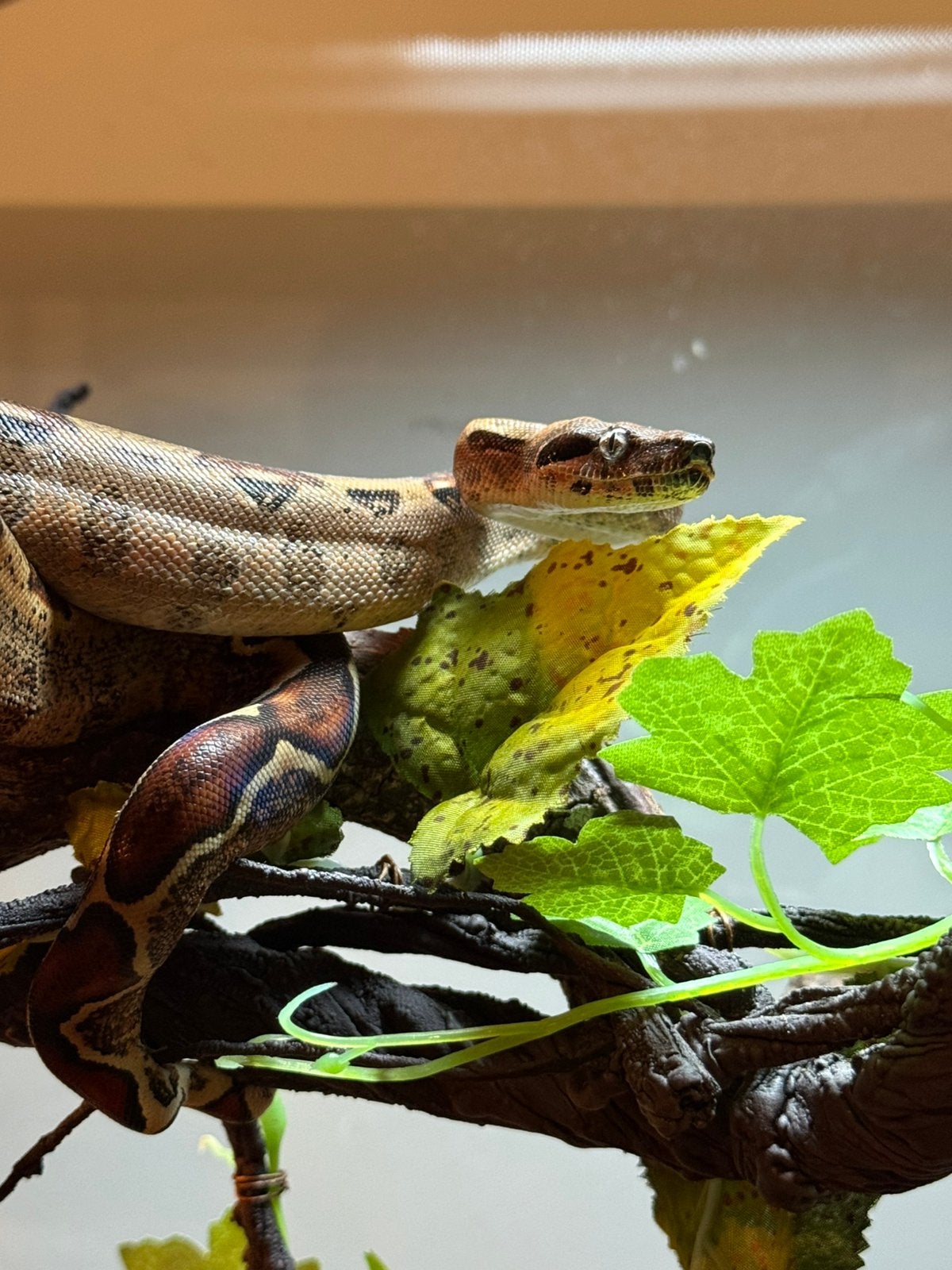 Boa constrictor 2026