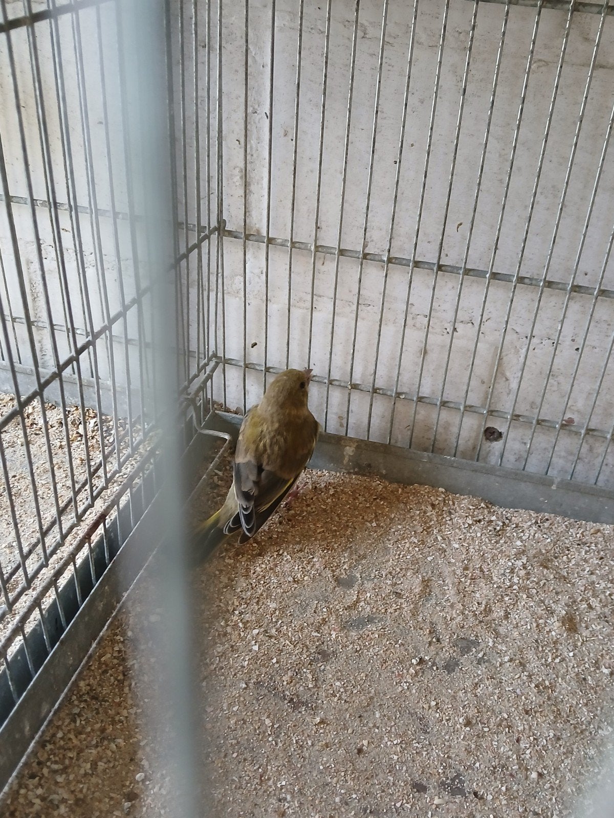 groenling,moeder w k,vader agaat, Dieren en Toebehoren