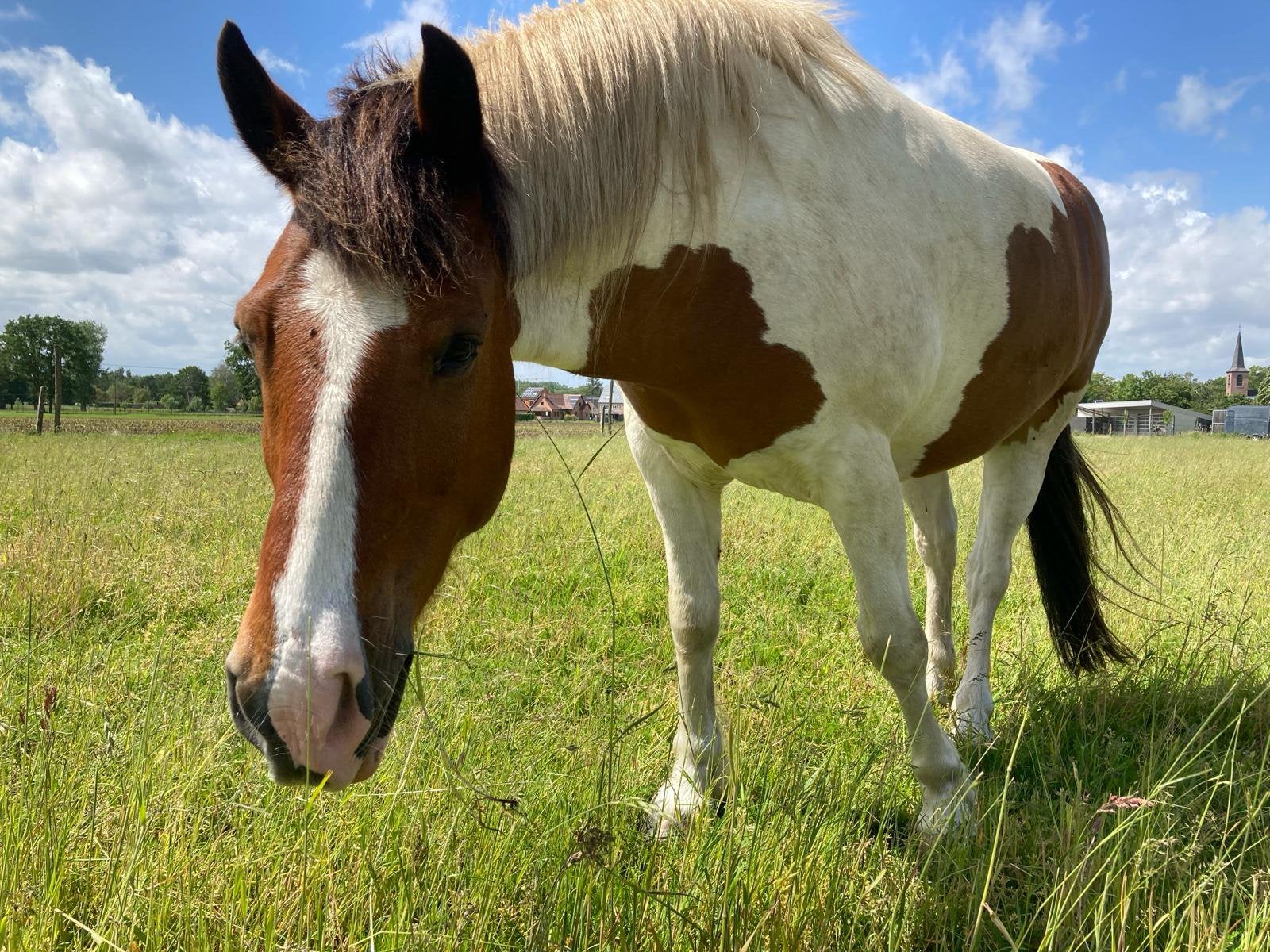 Halve stal aangeboden/ verzorgpaard, Dieren en Toebehoren, Niet van toepassing
