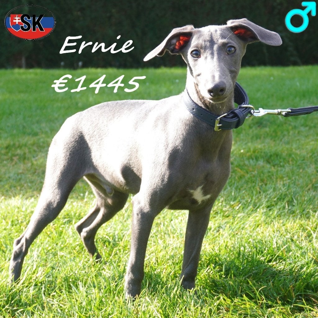 Petit Lévrier Italien (Bleus) Ernie & Gary, Animaux & Accessoires, 15 semaines à 1 an, Chien (mâle), Autres races, Plusieurs