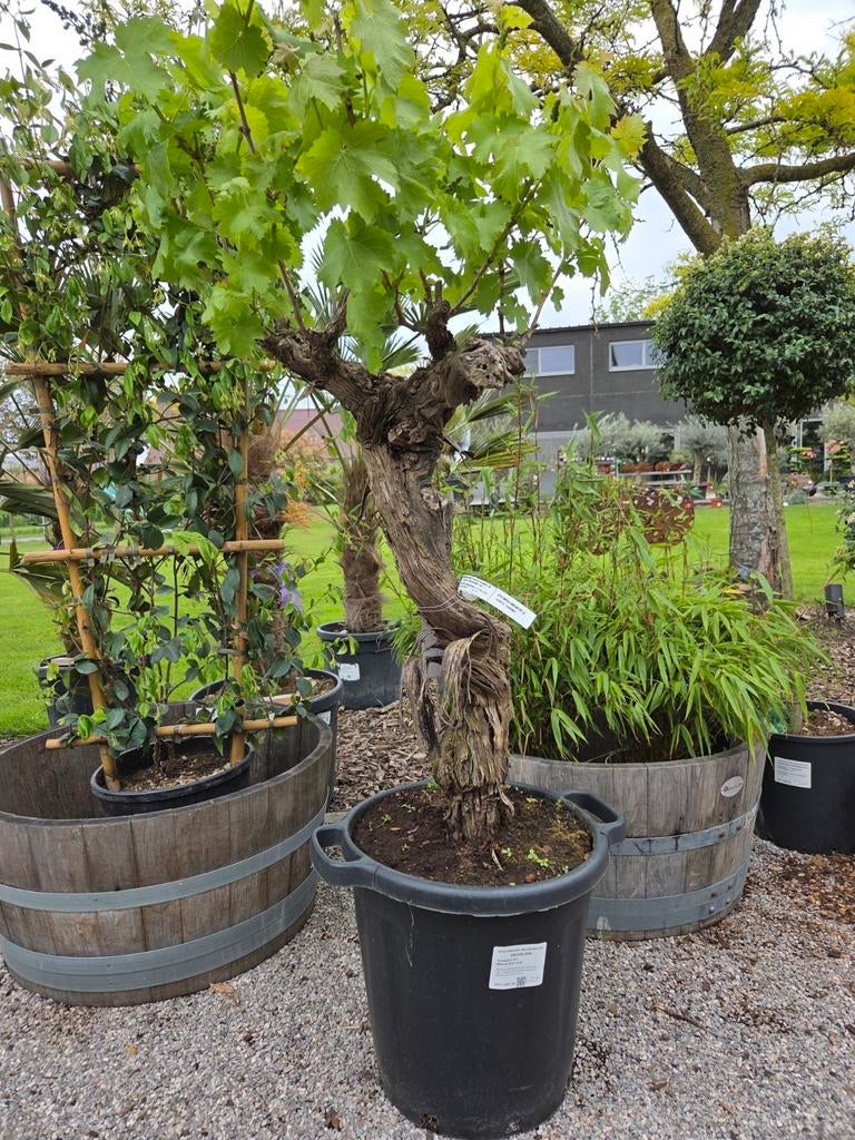 Vitis Vinifera Bonsai, Ophalen