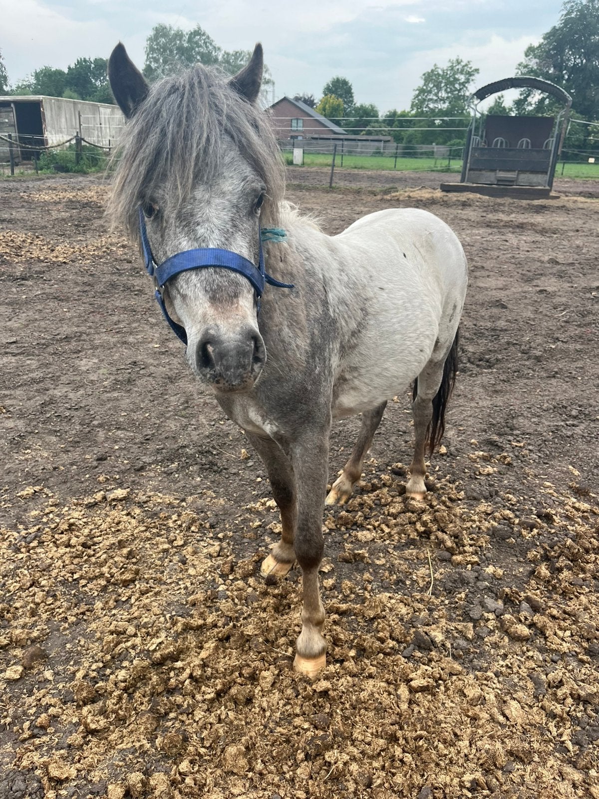 Schetlander hengstje te koop, Dieren en Toebehoren, Hengst