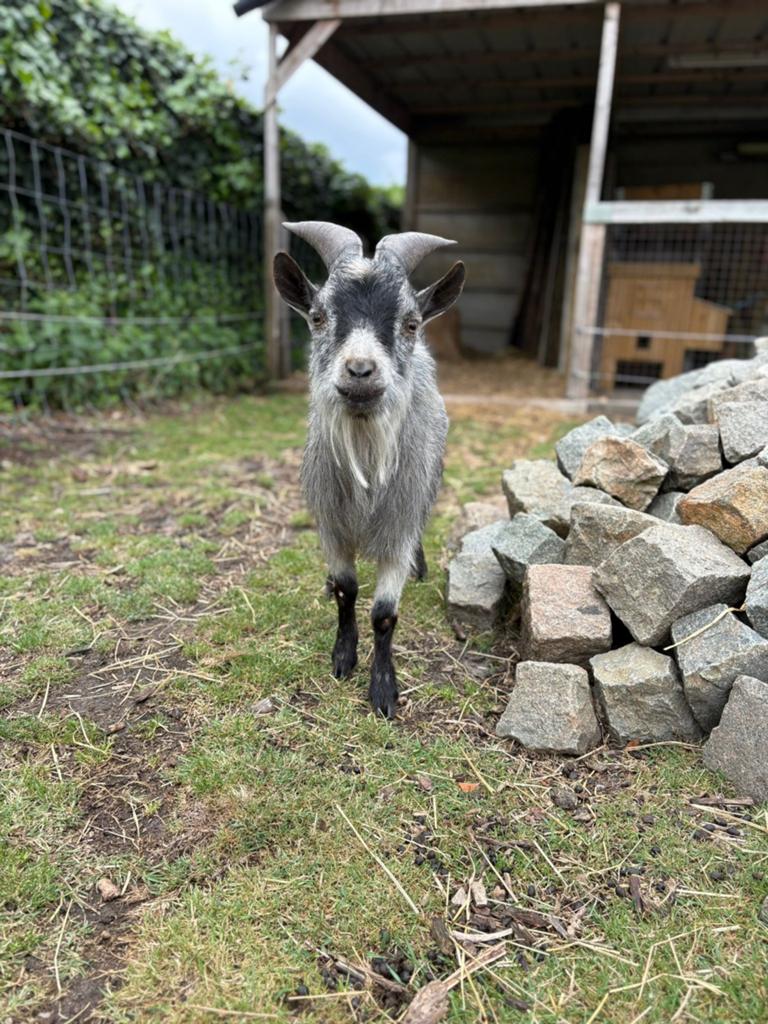Prachtige lieve bok van 2 jaar, Animaux & Accessoires, Moutons, Chèvres & Cochons