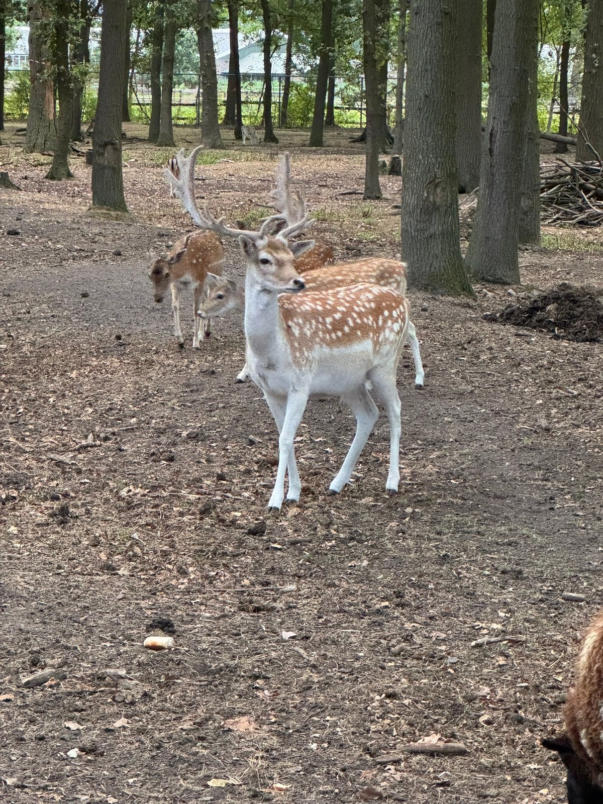 Damherten bok, Dieren en Toebehoren, Overige Dieren, Juni, Meerdere dieren