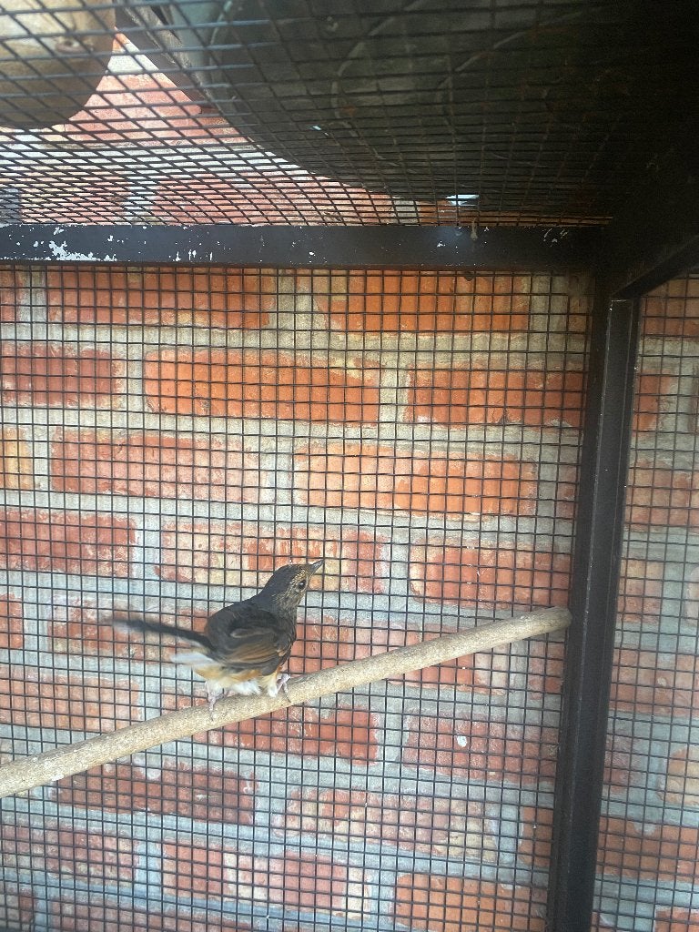 shamalijster pop, Dieren en Toebehoren, Vogels | Overige Vogels, Vrouwelijk, Wildzangvogel