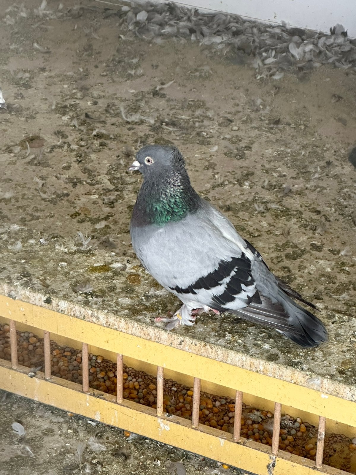 Takla