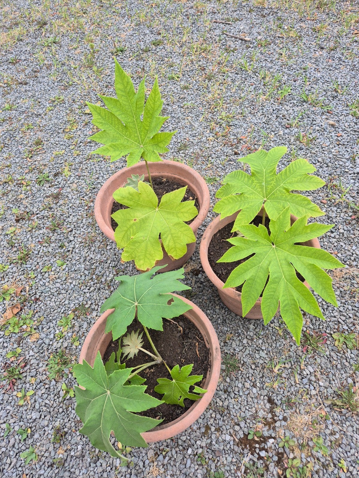 Tetrapanax 30cm, Tuin en Terras, Ophalen