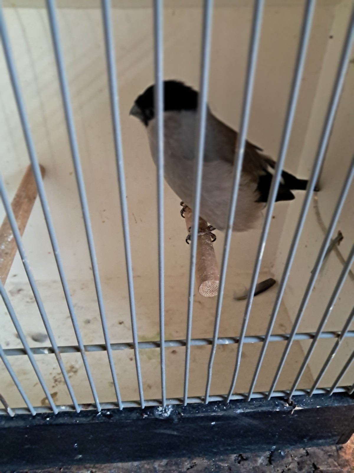 Goudvinken, Animaux & Accessoires, Oiseaux | Oiseaux Autre