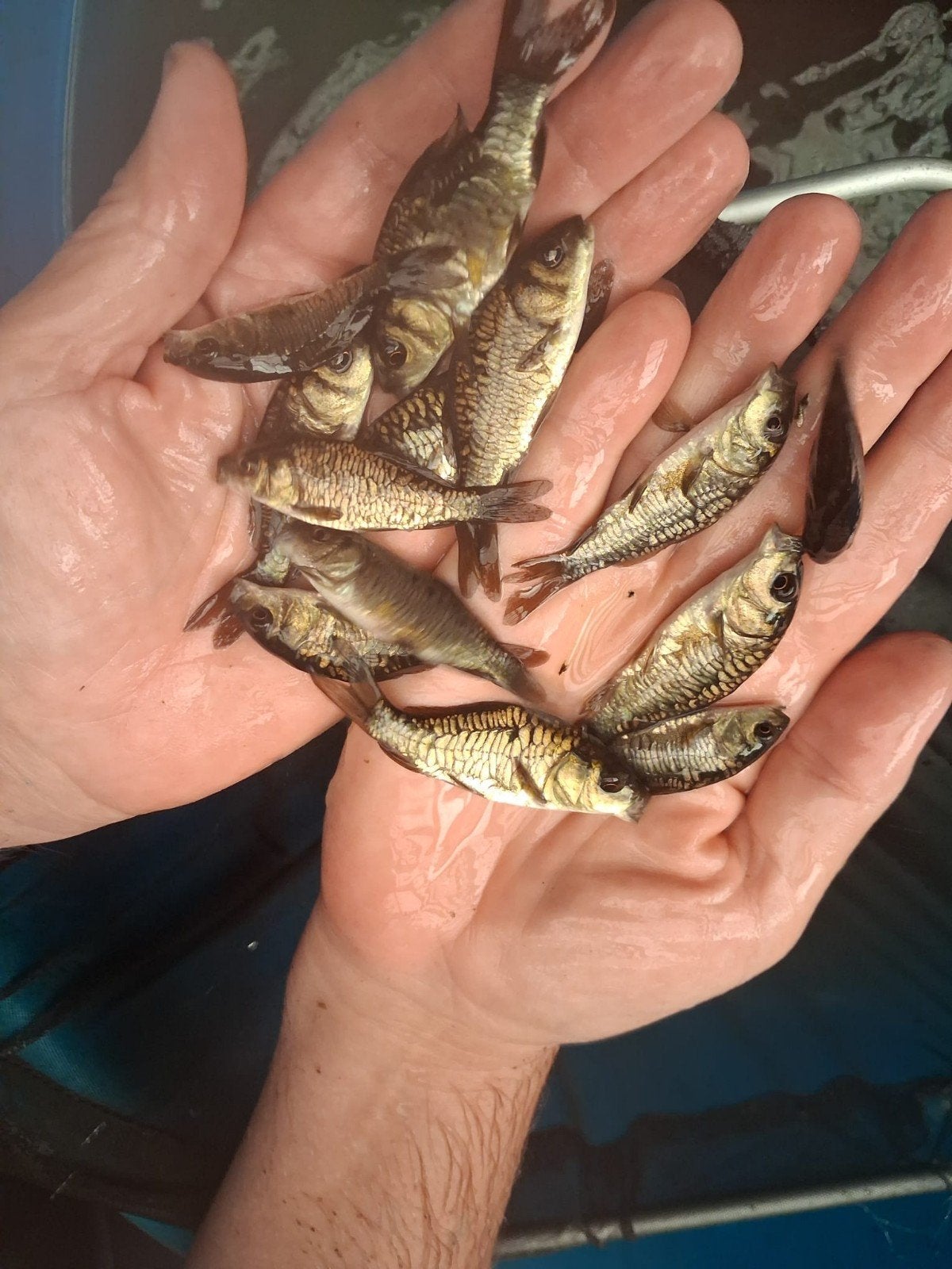 véritables carpes miroir Valkenswaard 5/8 cm, Animaux & Accessoires, Reptiles & Amphibiens