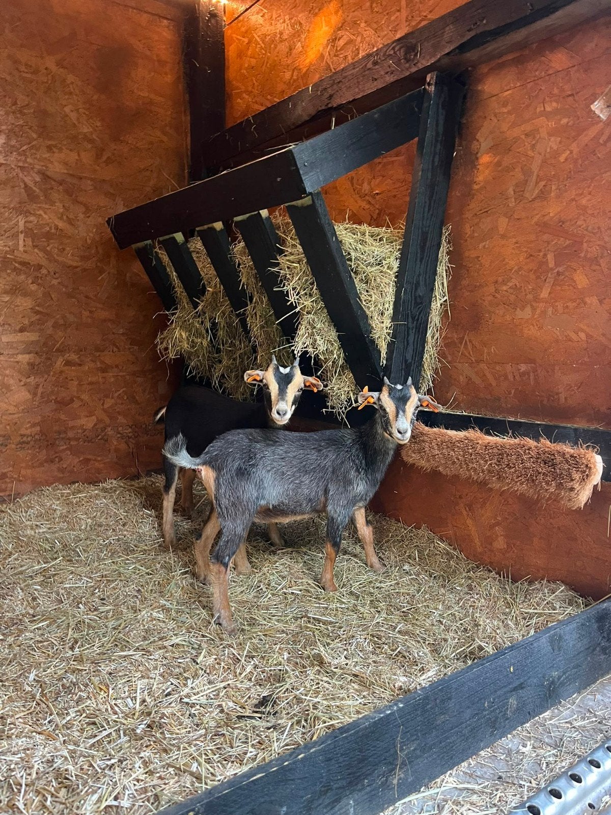 dwerg geitjes miekes, Dieren en Toebehoren, Geit