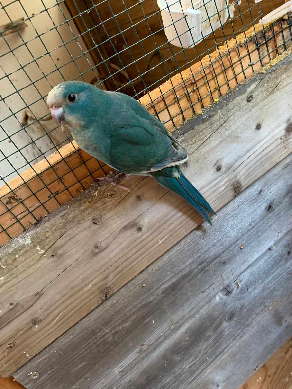 Kakariki pop, Dieren en Toebehoren, Vrouwelijk, Parkiet, Geringd