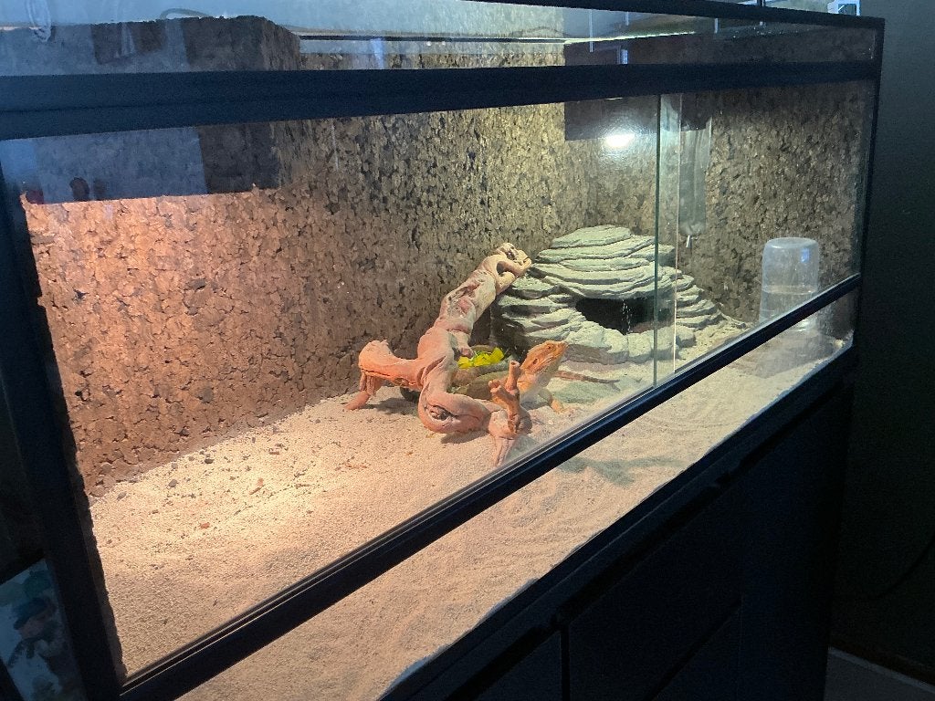 gratis terrarium  120x50x50, Dieren en Toebehoren, Hagedis