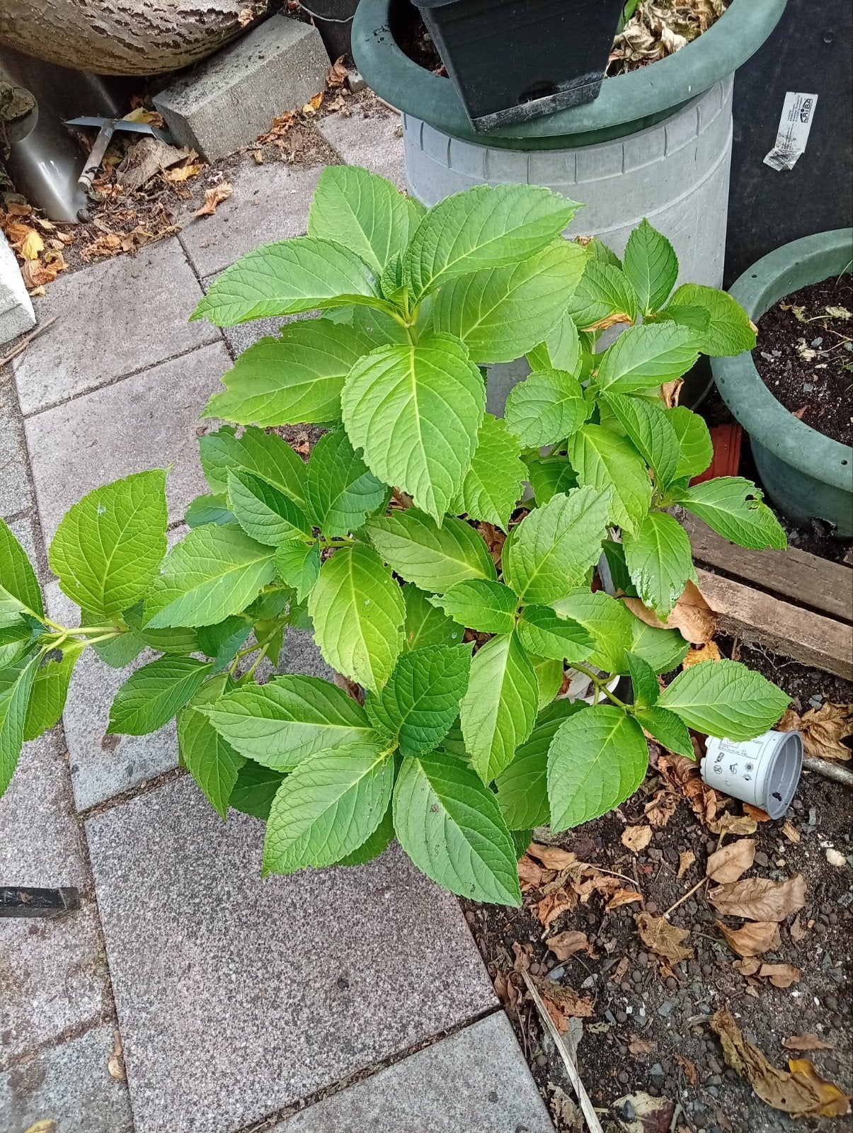hortensia in pot, Jardin & Terrasse, Enlèvement ou Envoi