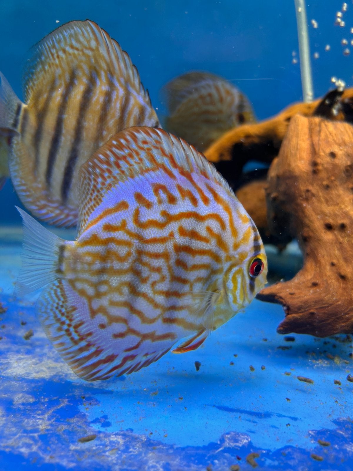 Discus rouge turquoise - Discus fish, Poisson, Poisson d'eau douce, Banc de poissons