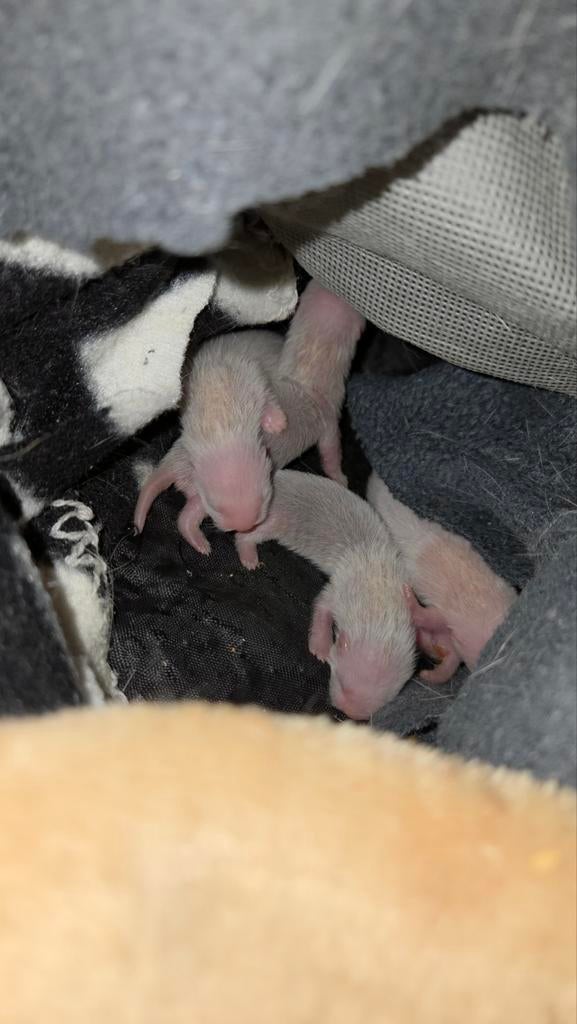 Schattige babyfretjes beschikbaar voor reservatie!, Dieren en Toebehoren, Fret, April, Meerdere dieren, Tam