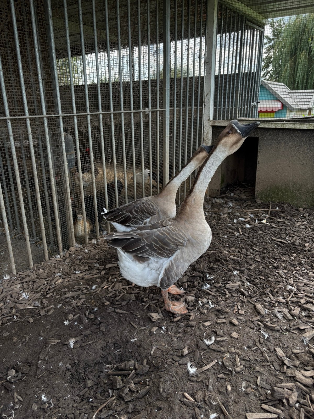 Paire d'oies muettes chinoises, Animaux & Accessoires, Plusieurs animaux, Oie ou Cygne