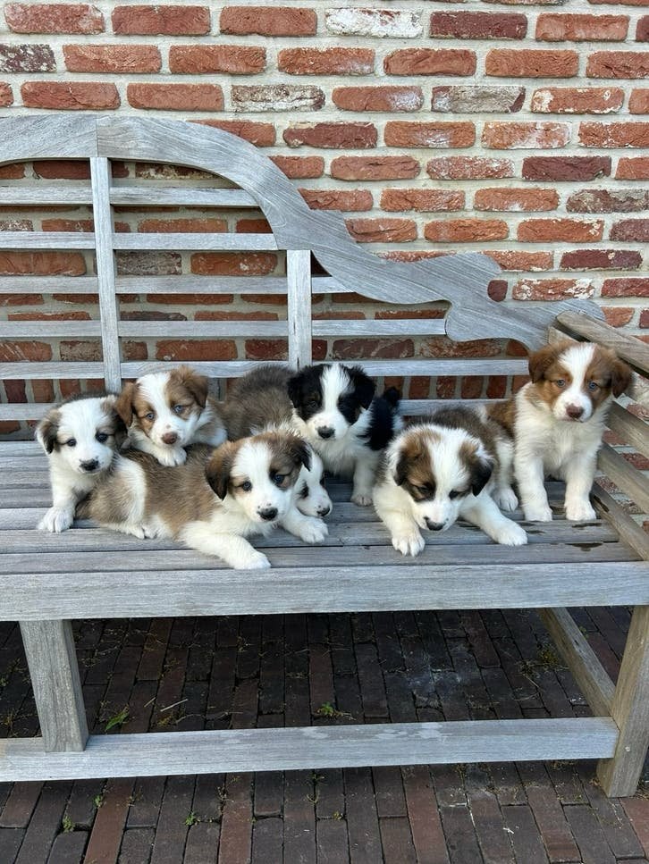 Border collie pups, België, Fokker | Hobbymatig, Overige rassen, 8 tot 15 weken