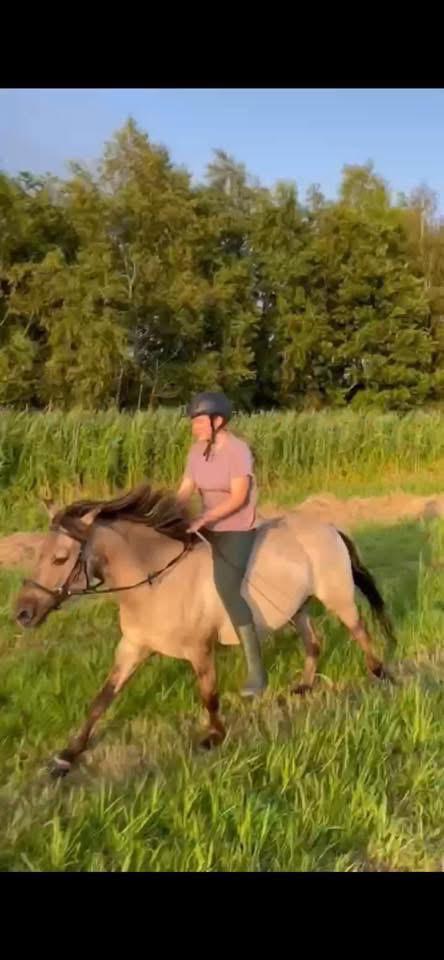 Grote c project pony, Animaux & Accessoires, Chevaux, Hongre, Débourré, 7 à 10 ans, Avec puce électronique, Vermifugé