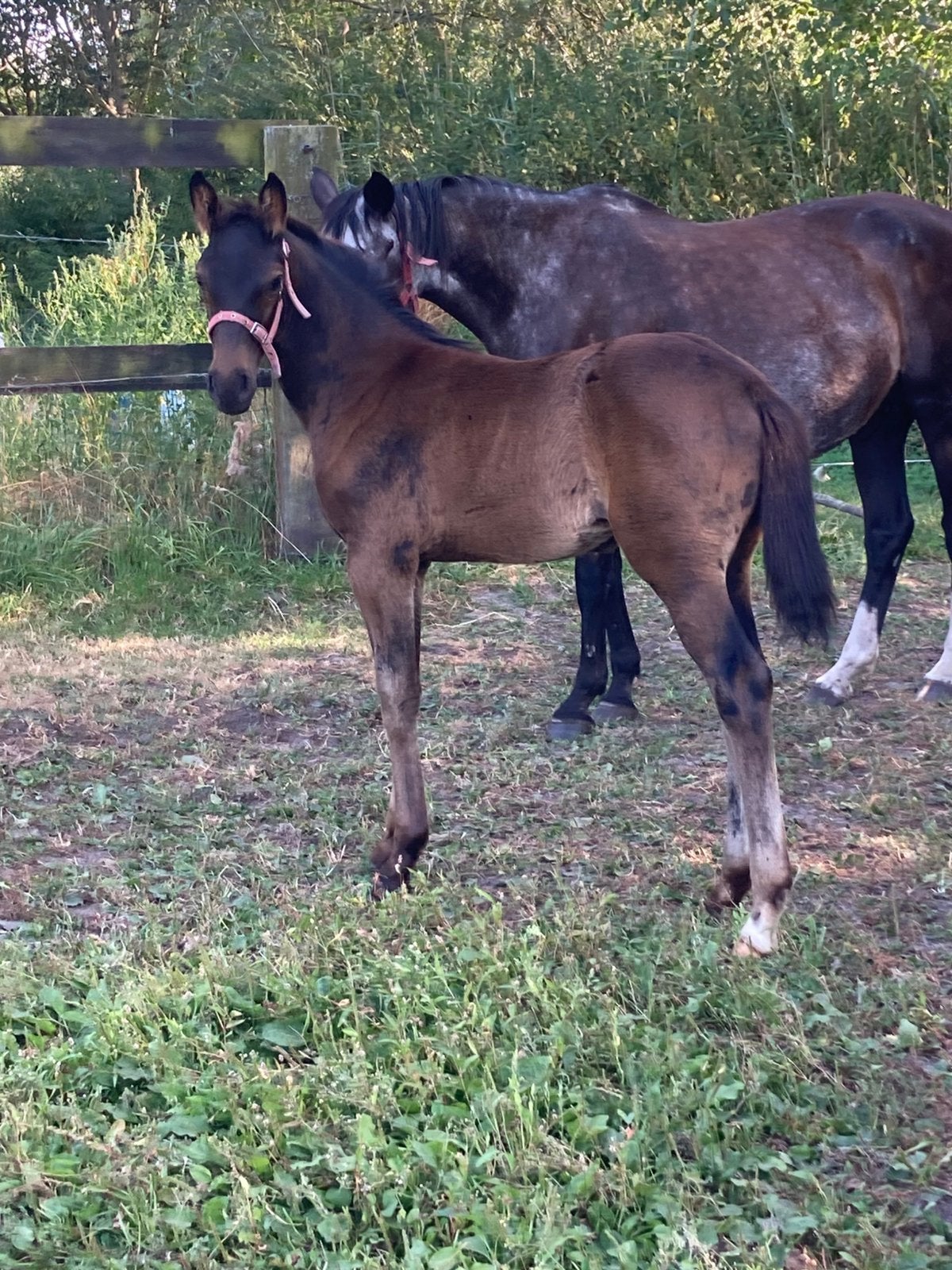 Merrie veulen, 2 jaarse ruin, Animaux & Accessoires, Chevaux, Plusieurs animaux, Z, 0 à 2 ans, Cheval de saut