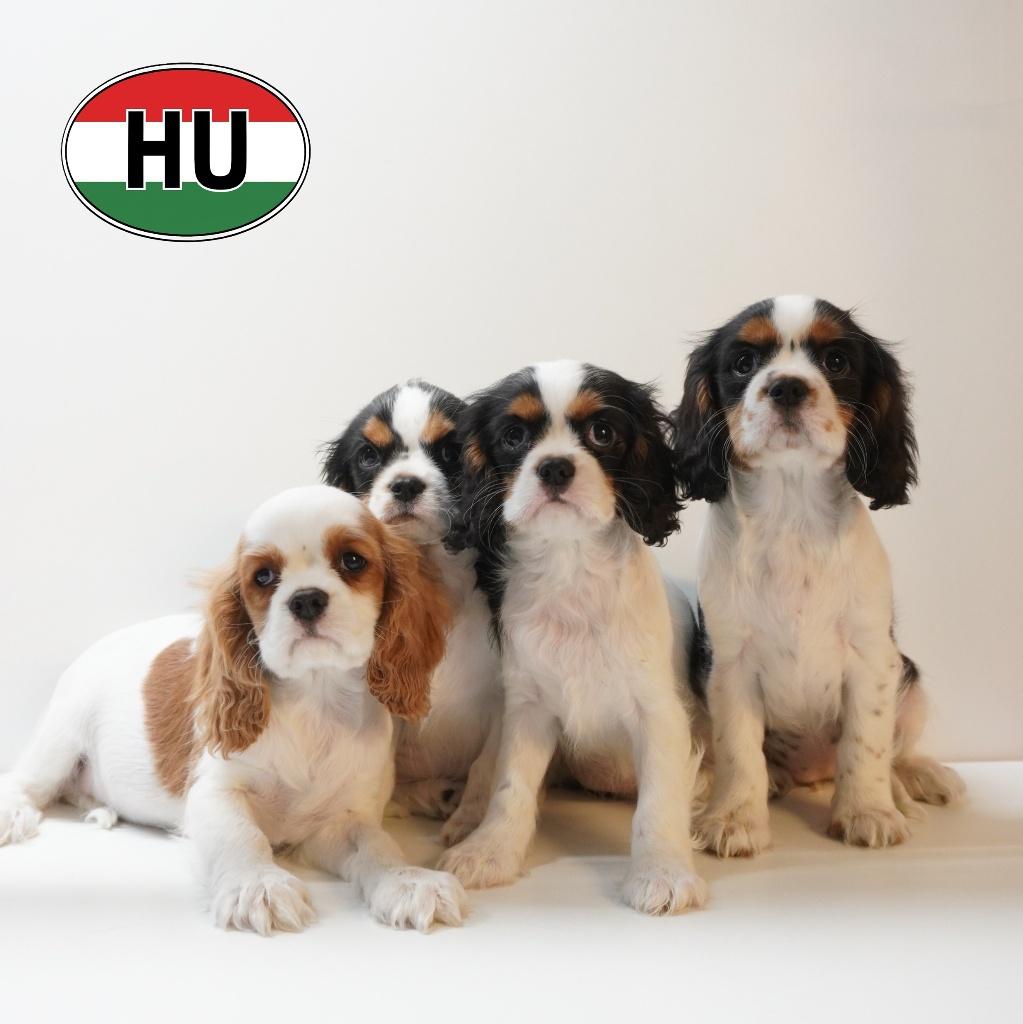Cavalier King Charles – Een nestje vol zachtheid te koop, Dieren en Toebehoren, Honden | Chihuahua's en Gezelschapshonden, Meerdere dieren