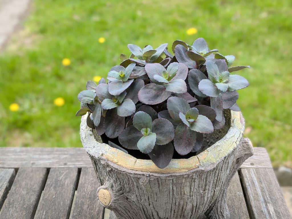 Decoratieve cache-pot voor buiten, Jardin & Terrasse, Moins de 30 cm, Rond, Enlèvement, Intérieur