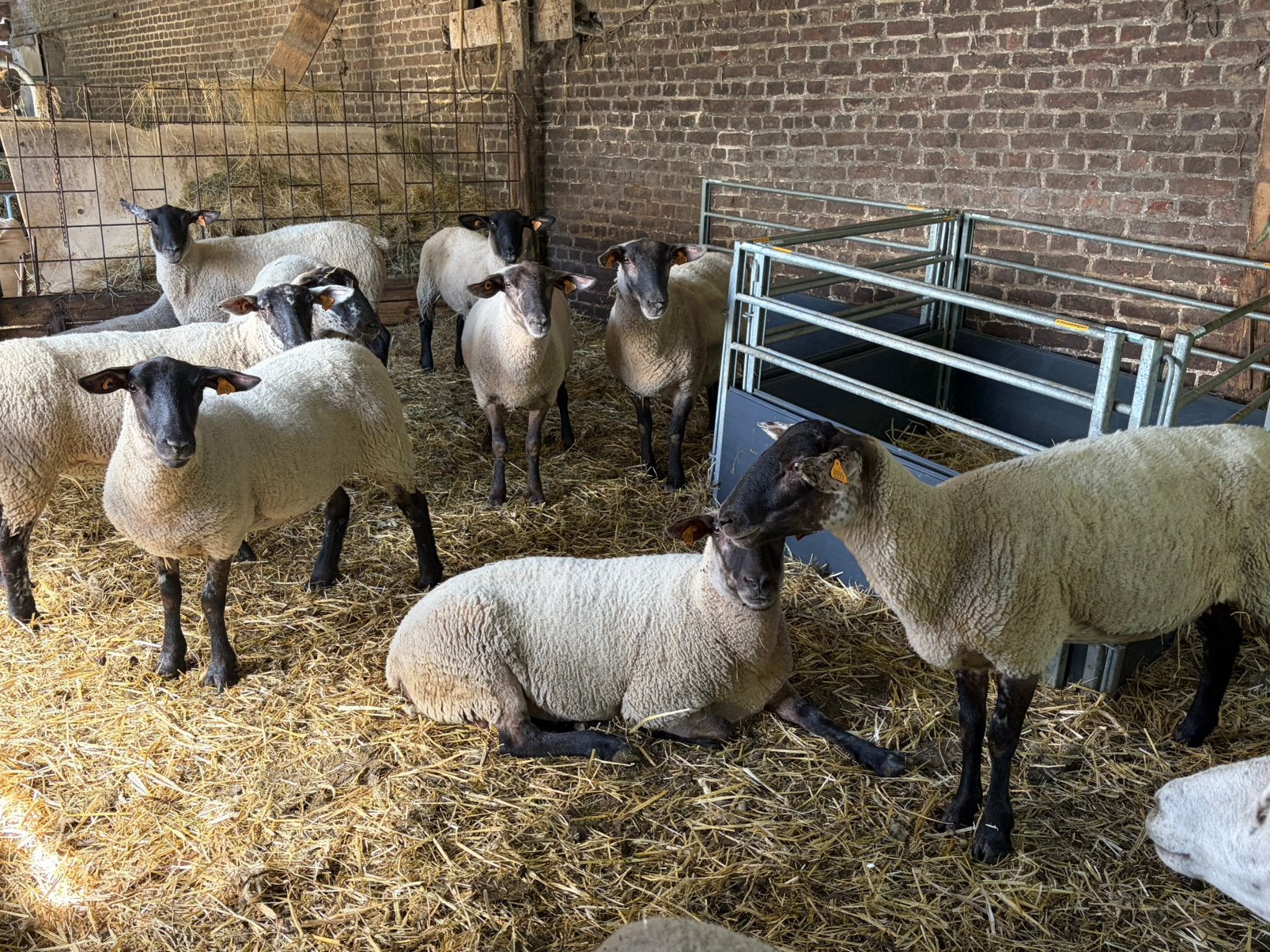 Kweekooien, Mouton