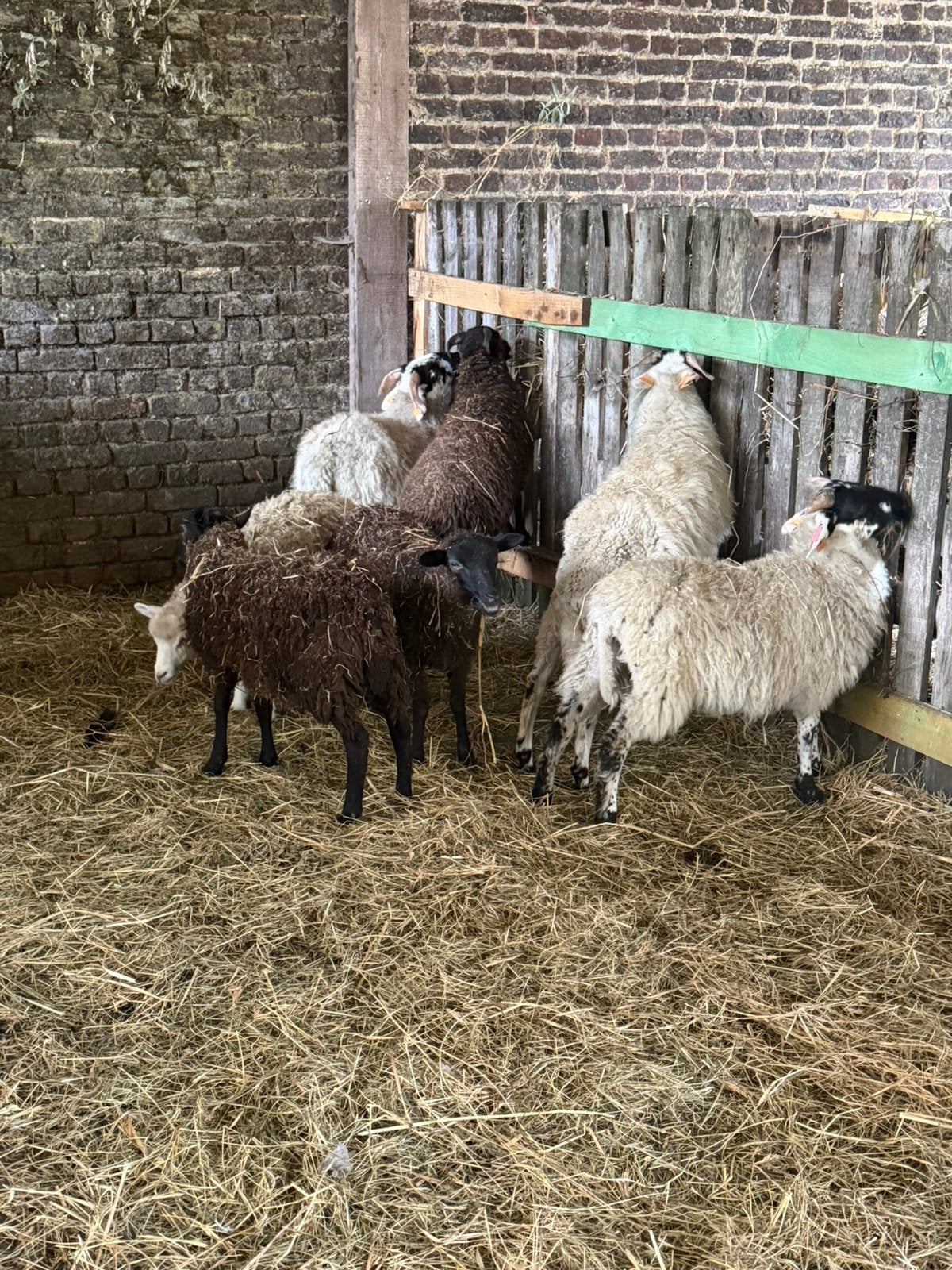 Agneau à vendre 4 mâles et 3 femelles, Plusieurs animaux, Mouton, 0 à 2 ans