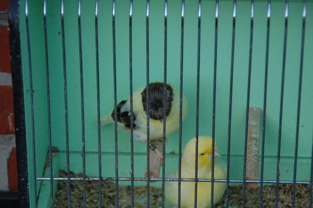koppel glosters, Dieren en Toebehoren