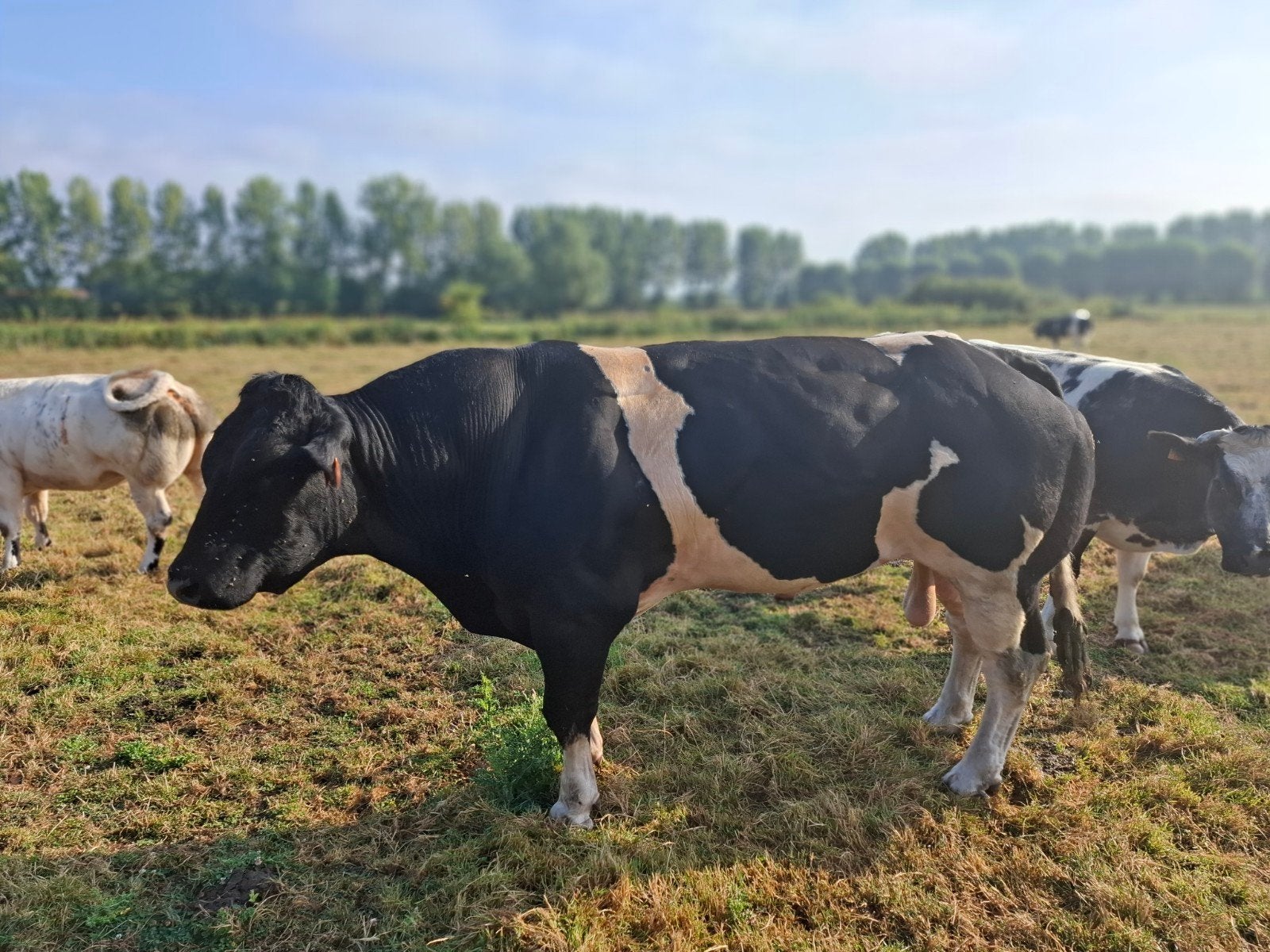 dekstier te koop, Mannelijk, 3 tot 6 jaar