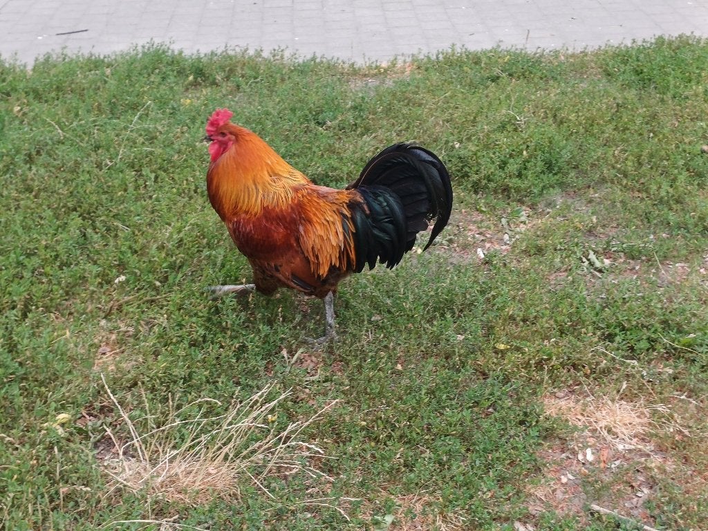 Gratis hanen, kruising Brahma en gulden leghoen., Mannelijk, Kip