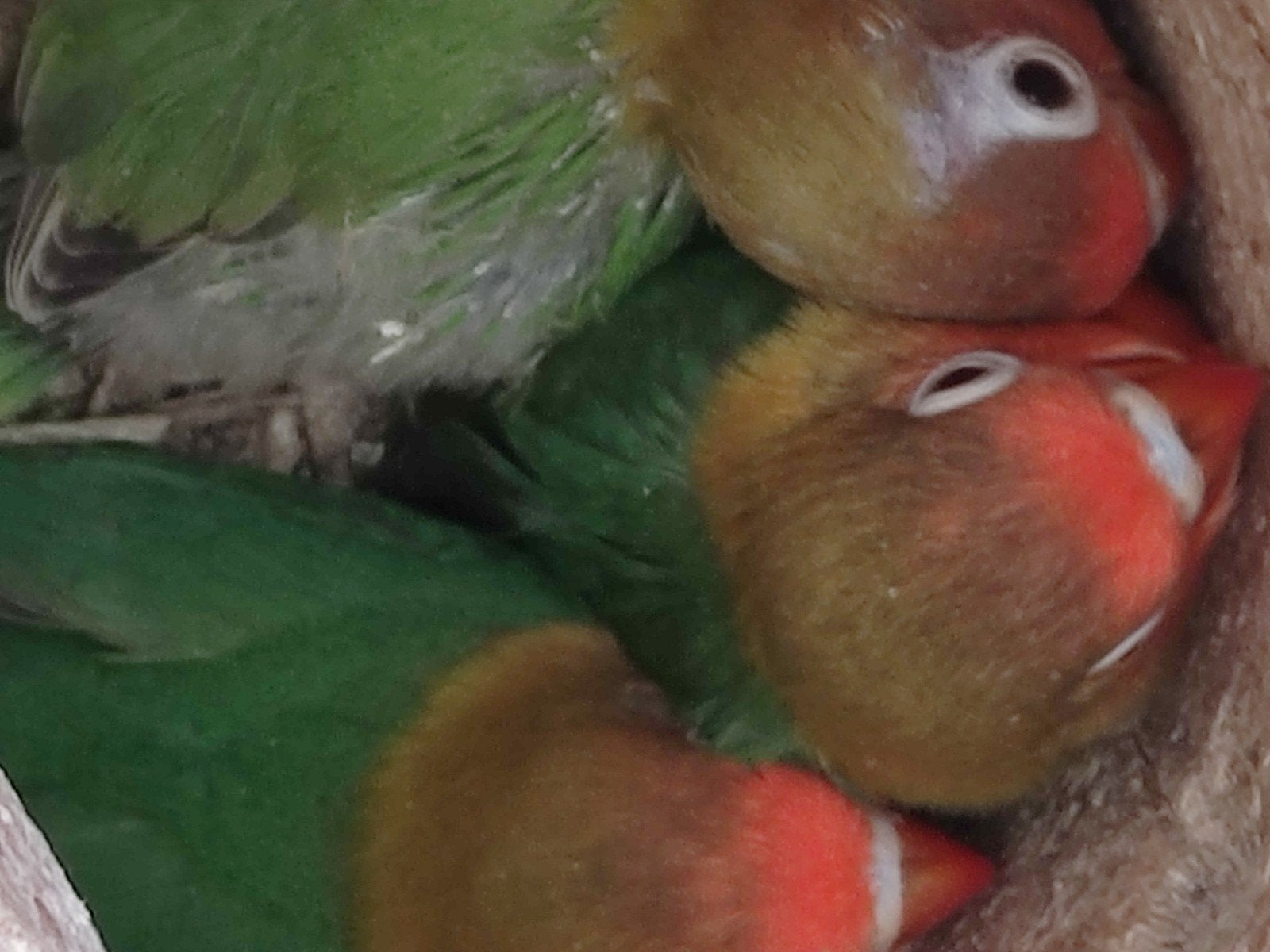 vogels fischeries