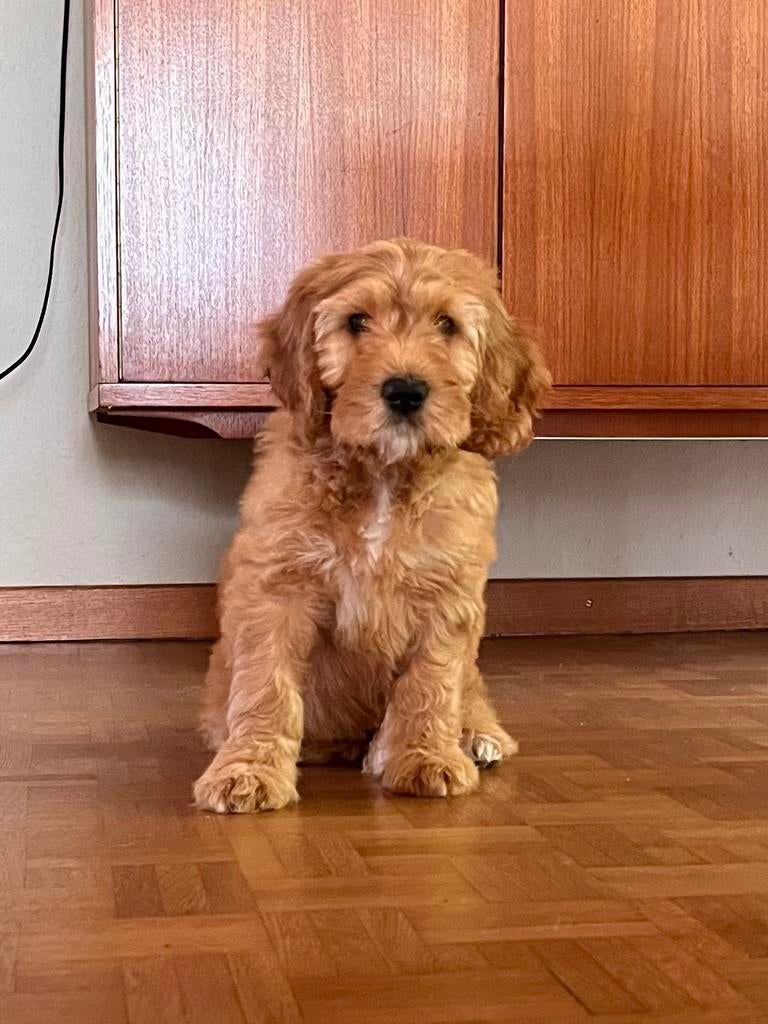 Prachtig teefje Australische labradoodle, België, Particulier, Overige rassen, 8 tot 15 weken