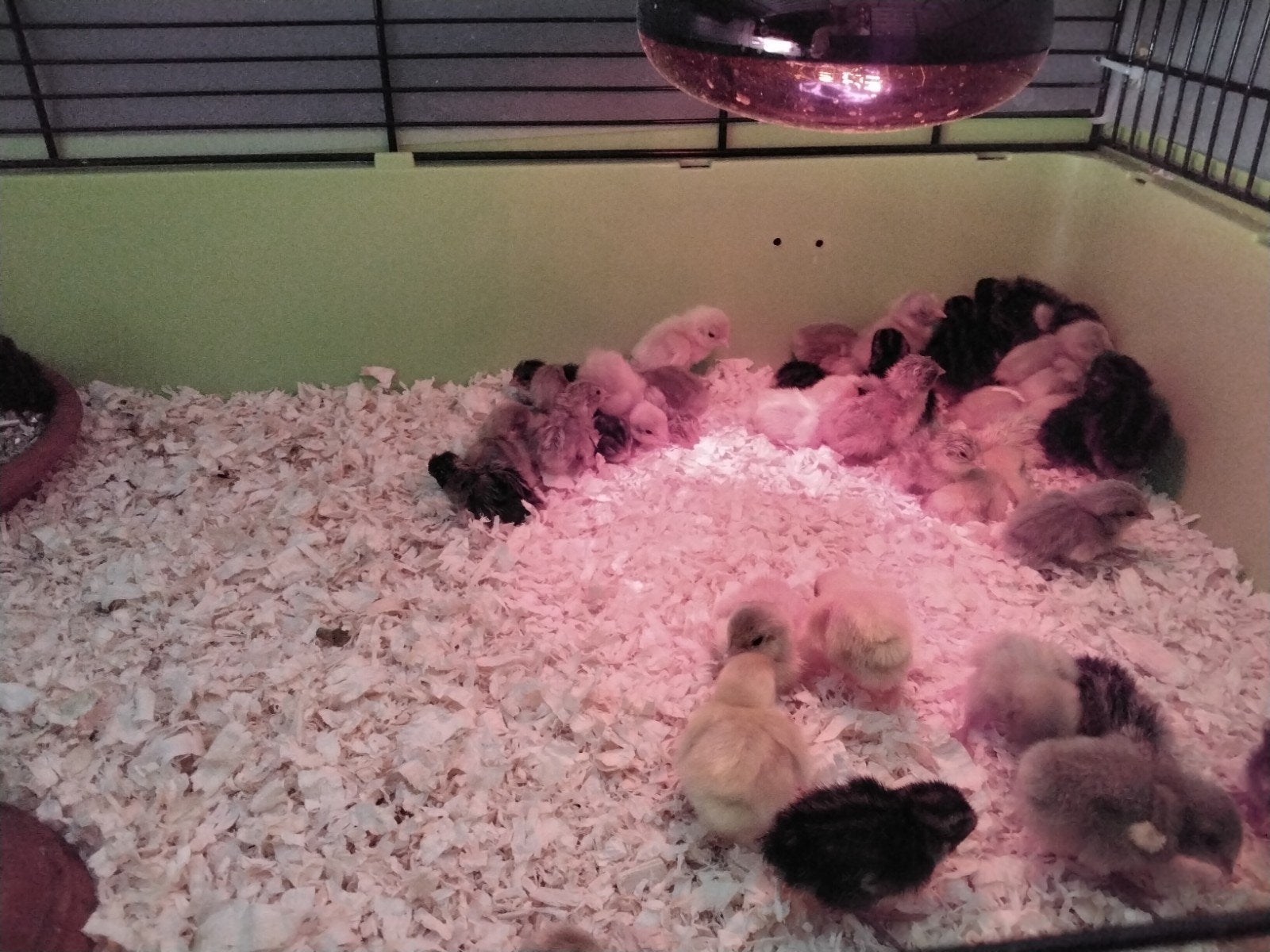 Chinese Dwergkwartels in verschillende kleuren., Dieren en Toebehoren