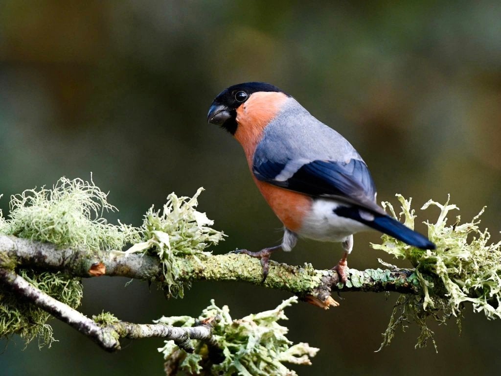 europese goudvinken, Meerdere dieren, Wildzangvogel, Geringd