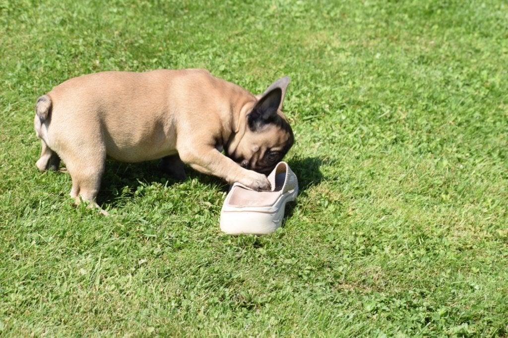 Franse bulldog pups, Dieren en Toebehoren, 15 weken tot 1 jaar, Reu, Buitenland, CDV (hondenziekte)